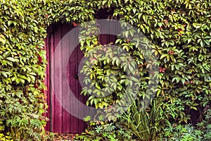 Fantastic entrance, door surrounded by climbing plants