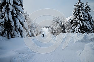 Fantastic evening winter landscape with snow covered tree, lonely traveller and cloudy sky. Dramatic overcast sky. Creative