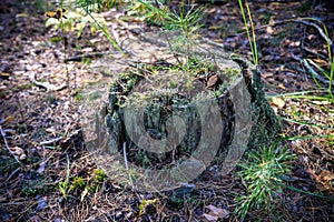 A fantastic fantastic coniferous stump in the thicket of the for