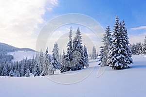 Fantastic fluffy Christmas trees in the snow. Postcard with tall trees, blue sky and snowdrift. Winter scenery in the sunny day.