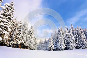 Fantastic fluffy Christmas trees in the snow. Postcard with tall trees, blue sky and snowdrift. Winter scenery in the sunny day.