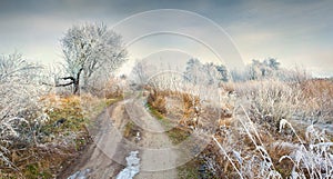 Fantastic frosty lanscape in forest