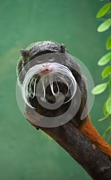 Fantastic Gaze into the Face of an Emperor Tamarin Monkey