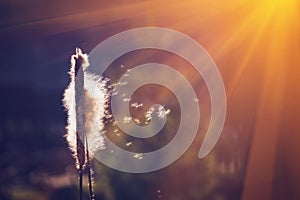 Fantastic image of reeds fluff in the rays of the golden autumn sun. Beautiful nature concept. Close up