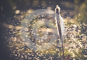 Fantastic image of reeds fluff in the rays of the golden autumn sun. Beautiful nature concept. Copy space