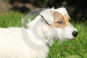 Fantastic Jack Russel terrier in the garden