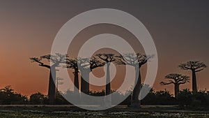 A fantastic landscape. Baobab Alley at sunset.