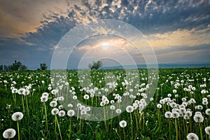 Fantastic landscape with a field of dandelions and a beautiful sunset.