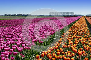 Fantastic landscape with rows of tulips in a field in Holland