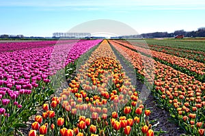 Fantastic landscape with rows of tulips in a field in Holland