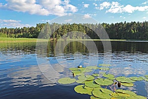 Fantastic landscape with water lilies on a forest lake. Unusual and picturesque scene. Russia