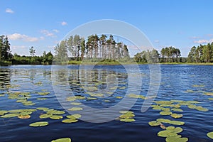 Fantastic landscape with water lilies on a forest lake. Unusual and picturesque scene. Russia