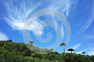 Fantastic light clouds on blue sky above araucaria forest on mountainside of Villarrica volcano