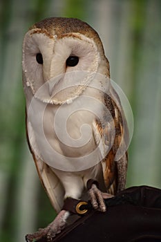 Fantastic Look at a Barn Owl Perched