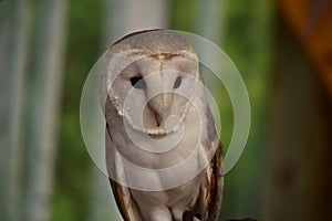 Fantastic Look at a Barn Owl`s Face While Perched