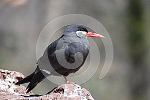 Fantastic Look at a Inca Tern Seabird