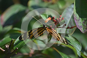 Really Fantastic Look at a Longwing Butterfly in Aruba