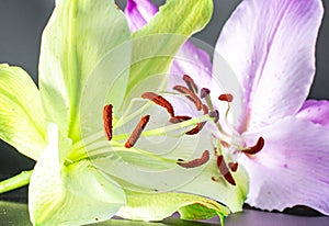 Fantastic macro shot of beautiful colorful lily flowers with a long stigma and stamen