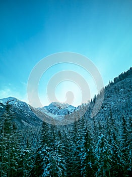 Fantastic mountain winter landscape with green snow covered fir trees and turquoise sky