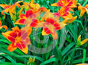 Fantastic orange lilies in the garden. photo