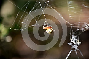 Orb Weaver Spider Weaving a Large Spider Web