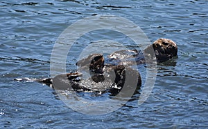 Fantastic Pair of Sea Otters Floating on their Backs