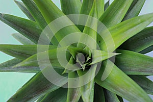 Fantastic Pineapple tree op view isolated on a white background