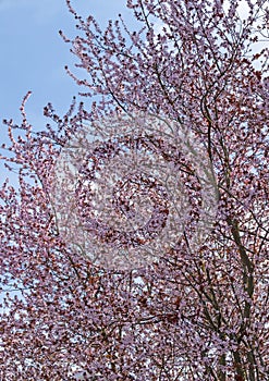 Fantastic pink ornamental cherry tree in front of a blue sky