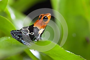 Fantastic poison dart frog