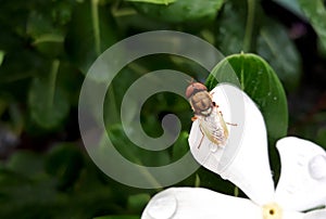 A fantastic portrait of a fly which is relaxing on a white flower.