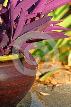 Fantastic purple leaves for this houseplant and beautiful reen bokeh in the background