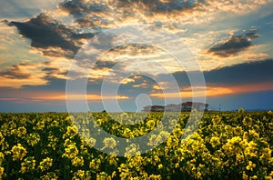 Fantastic rapeseed field at the dramatic overcast sky. Dark clouds, contrasting colors. Magnificent sunset, summer landscape.