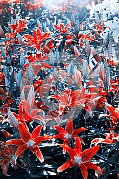 Fantastic red lilies and blue buds in a fabulous summer garden. Floral background.