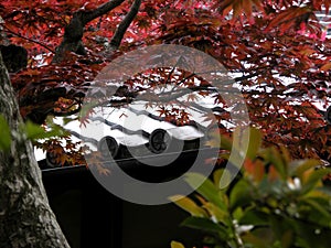 Fantastic red maple in the garden of a Japanese shrine.