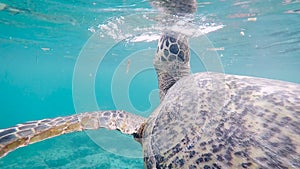 Fantastic scene of huge Indonesian turtle swimming deep in the ocean. Big terrapin of wonderful colour slowly floating