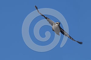 Fantastic shot of a chalk-browed mockingbird in flight against a cloudless blue sky photo