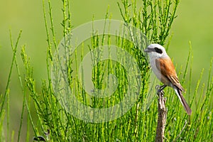 Fantastic shot of a Red-backed shrike bird perched on the branch in search of food