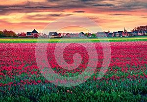 Fantastic spring sunset with fields of blooming red tulip flowers.