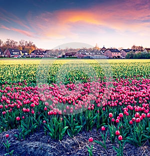 Fantastic spring sunset with fields of blooming tulip flowers. Exciting outdoor scene in Nethrlands, Lisse village location, Europ