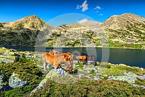 Fantastic summer alpine landscape with grazing horses, Retezat mountains, Romania