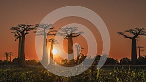 Fantastic sunset on the alley of baobabs. Madagascar.