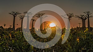 A fantastic sunset on the alley of baobabs. Madagascar.