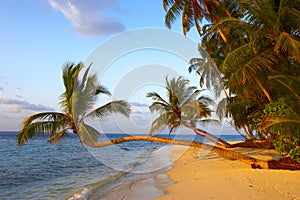 Fantástico atardecer Playa palmera árboles 