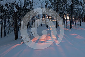 Fantastic sunset colors in a winter forest. Long shadows from the trees in the snow