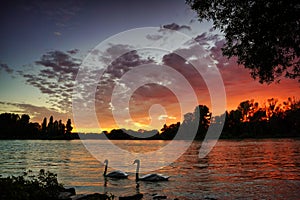 A fantastic sunset at river Rhine. Orange and red clouds reflecting in the water. Two swans are swimming in the river. Germany,