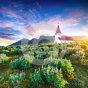 Fantastic sunset view of Vikurkirkja christian church in blooming lupine flowers