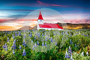 Fantastic sunset view of Vikurkirkja christian church in blooming lupine flowers