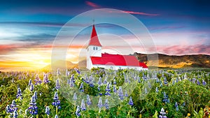 Fantastic sunset view of Vikurkirkja christian church in blooming lupine flowers