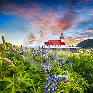 Fantastic sunset view of Vikurkirkja christian church in blooming lupine flowers