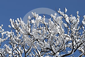 Fantastic tree in the snow